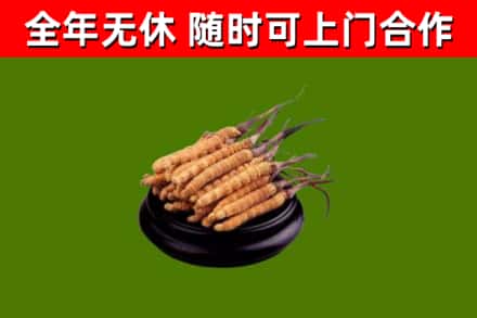 西乌珠穆沁烟酒回收冬虫夏草.jpg